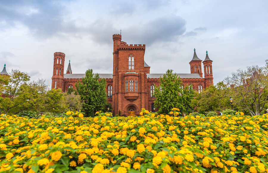 Smithsonian castle in Washington, D.C. with yellow flowers in the foreground