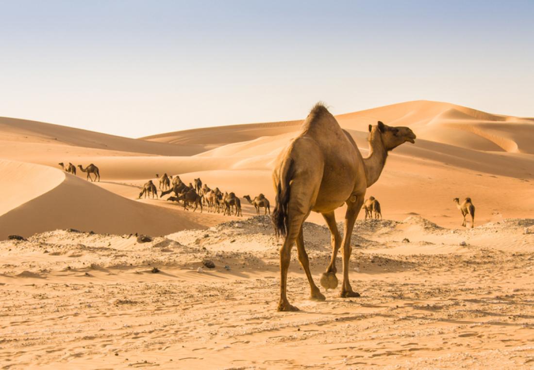 Camel in desert scene.