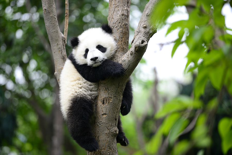 A giant panda cub resting on a tree.