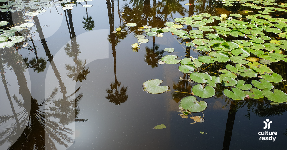 A group of Lily pads float in a pond of the grounds of Morocco's Jardin Majorelle while the pond reflects palm trees overhead