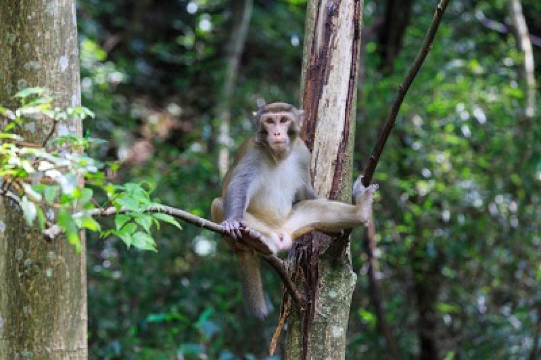 Monkey sitting in a tree in South Korea