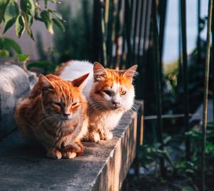 Two cats sitting on concrete.