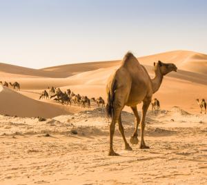 Camel in desert scene.