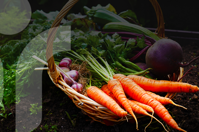 Image of carrots, radishes, and other vegetables in a basket