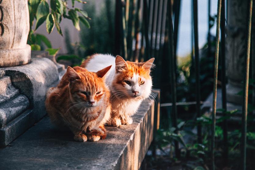 Two cats sitting on concrete.