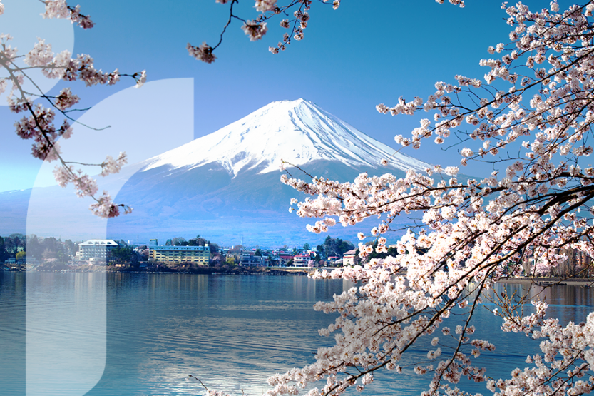 A pink Cherry Blossom tree in the foreground with a blue lake and Mt. Fuji in the background