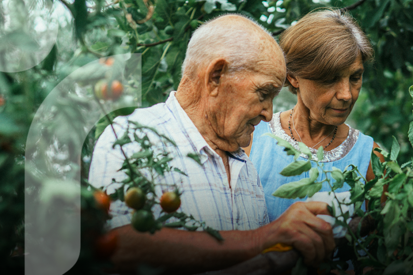 An elderly man and woman examine green tomato plants